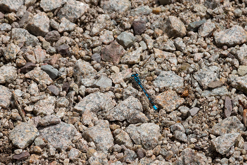 ... und blaue Libellen