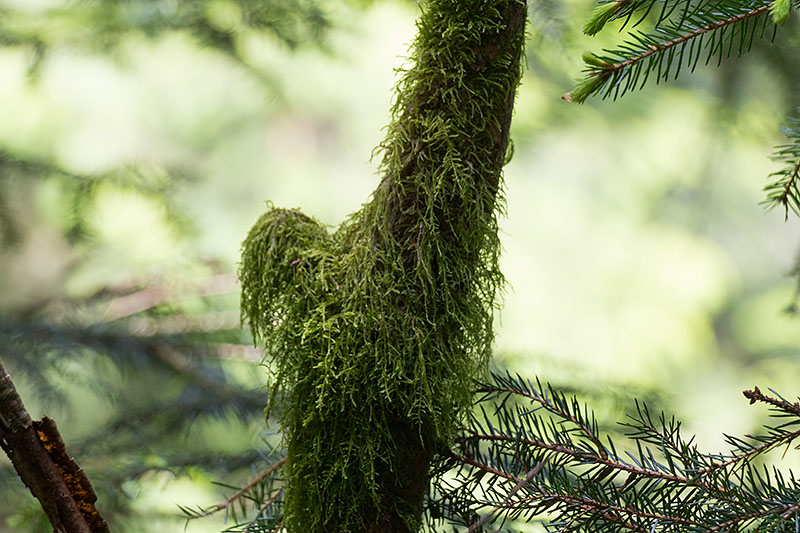 Wo es feucht ist, wachsen wieder Moose