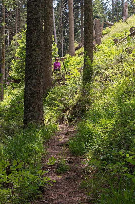 ... bevor es durch den Wald in Richtung Ausgangspunkt geht