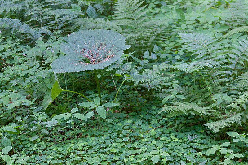 Im Wald finden wir riesige Bl&auml;tter ...