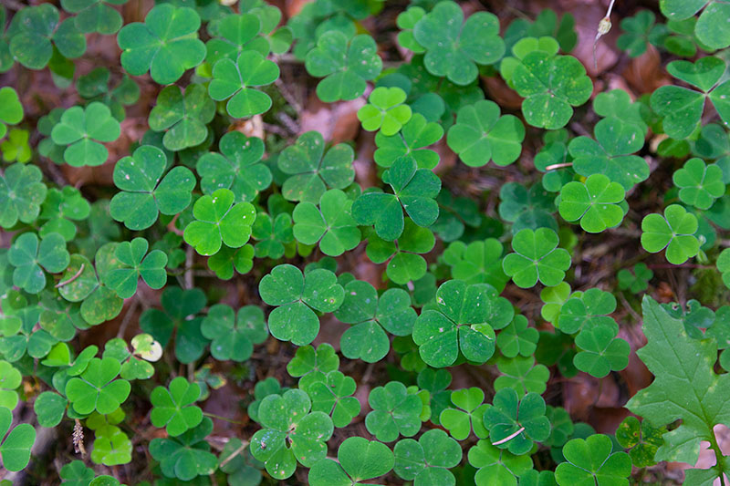 Findet jemand das vierblättrige Kleeblatt?