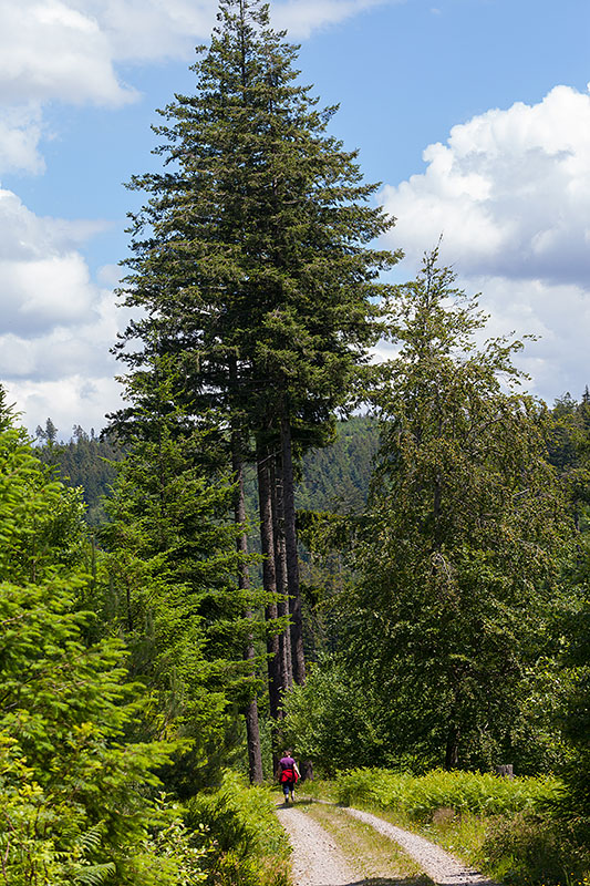 Überall an den Wegesrändern ...