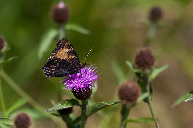... an denen sich Insekten und Schmetterlinge den Bauch voll schlagen