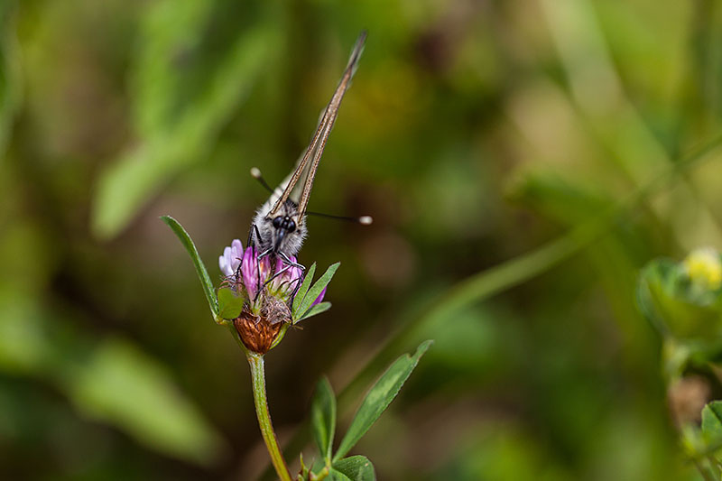 Kohlwei&szlig;ling 1
