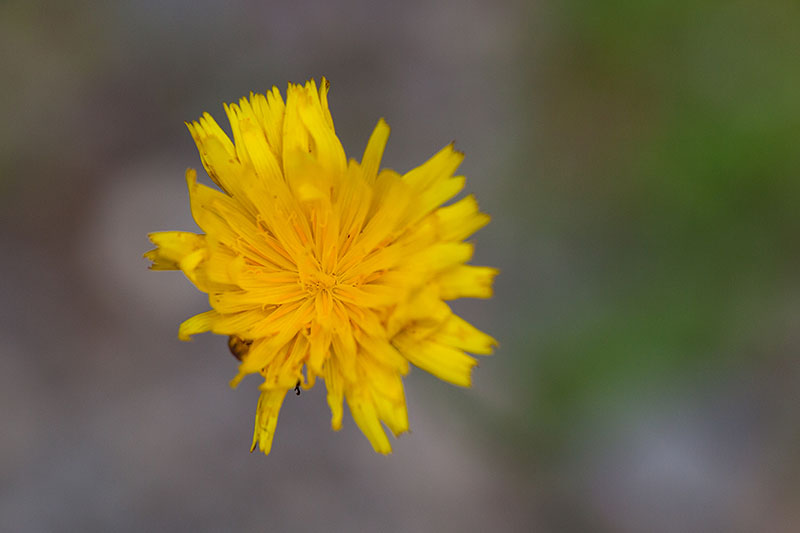 Fast schon verbl&uuml;ht