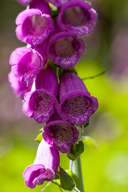 Sieht sch&ouml;n aus, ist aber giftig