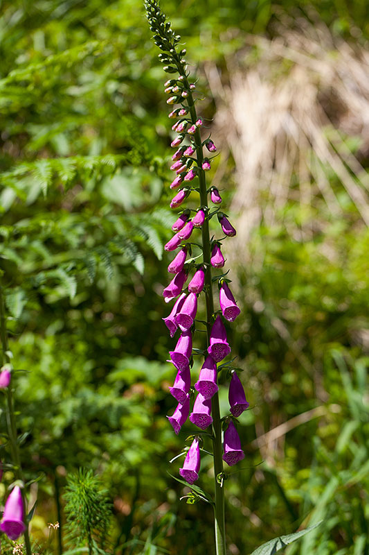 &Uuml;berall bl&uuml;ht der Fingerhut