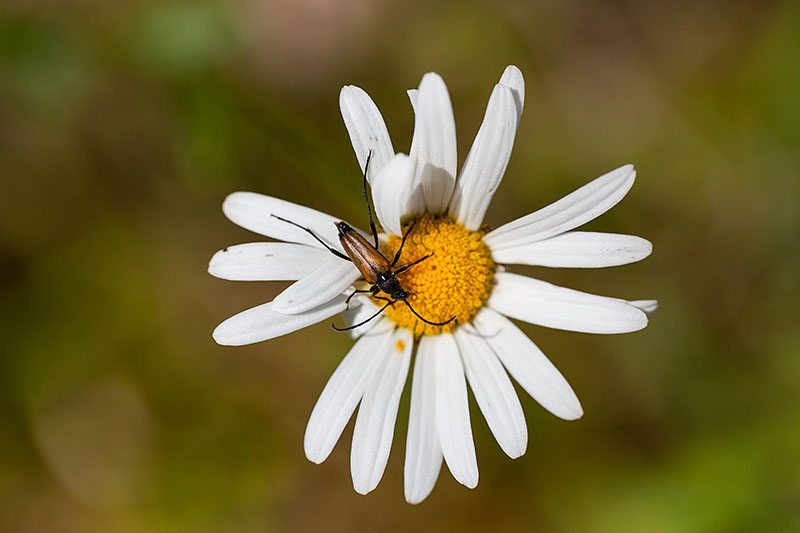 K&auml;fer auf Margerite