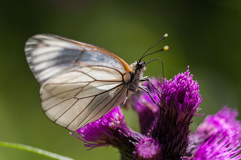 Hm, der Nektar schmeckt ;-)