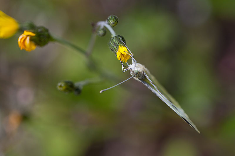 Kohlwei&szlig;ling 2