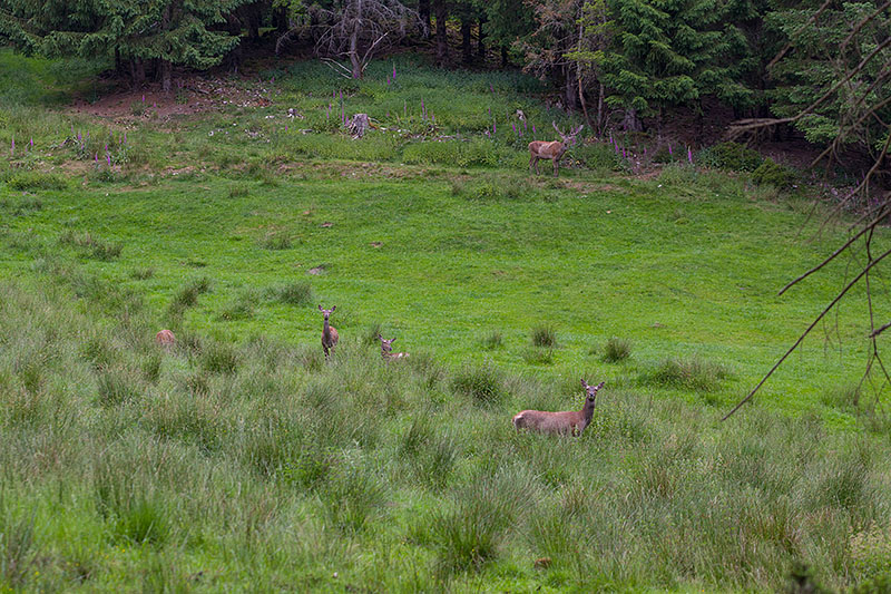 Etwas größere Tiere im Wald
