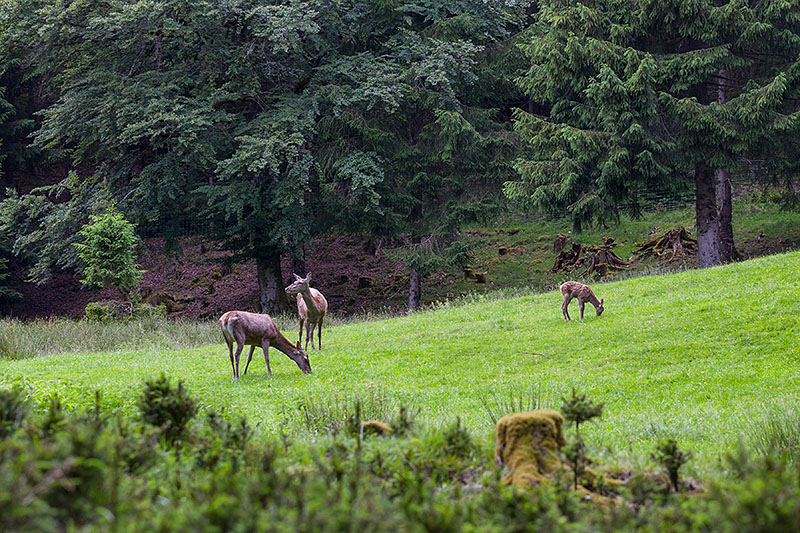 Trotzdem schön, die Tiere beobachten zu können