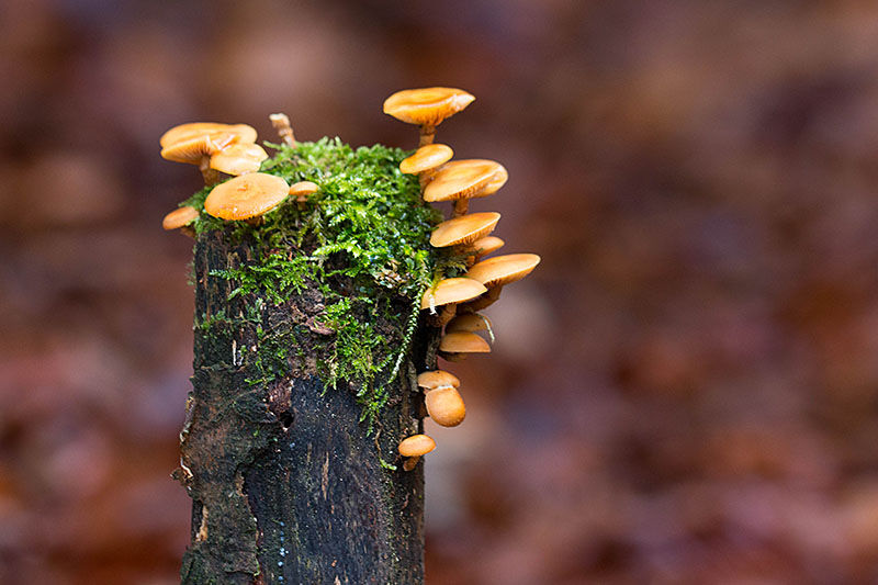 Auf abgestorbenrn B&auml;umen ...