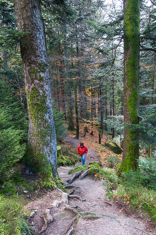 Im dunklen Forst ...