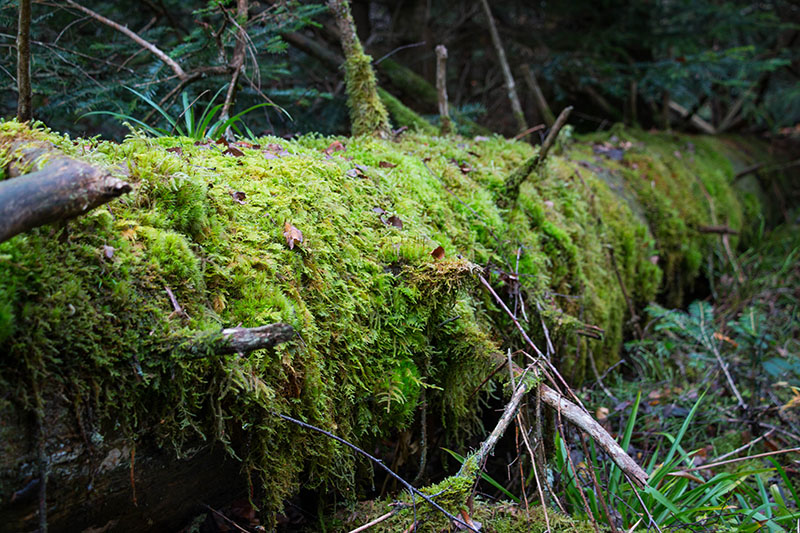 Moose &uuml;berziehen die gefallenen B&auml;ume