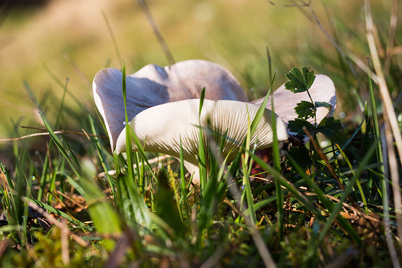 Pilz im Gras