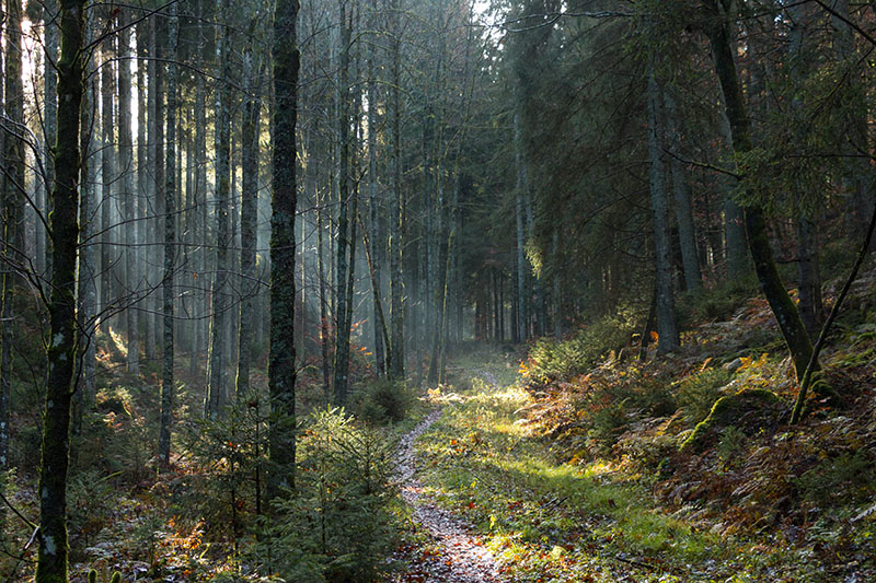 ... wandern wir durch dunkle W&auml;lder