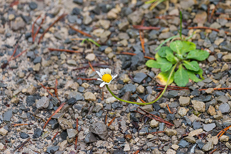 ... k&auml;mpft sich ein Bl&uuml;mchen durch den Schotter