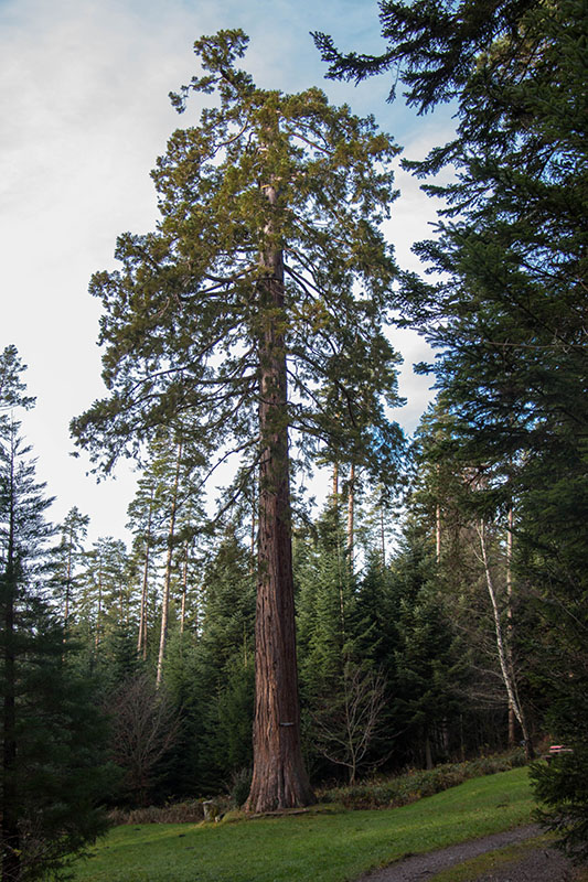 Der Friedensbaum ist ein Mammutbaum, der 1871 gepflanzt wurde