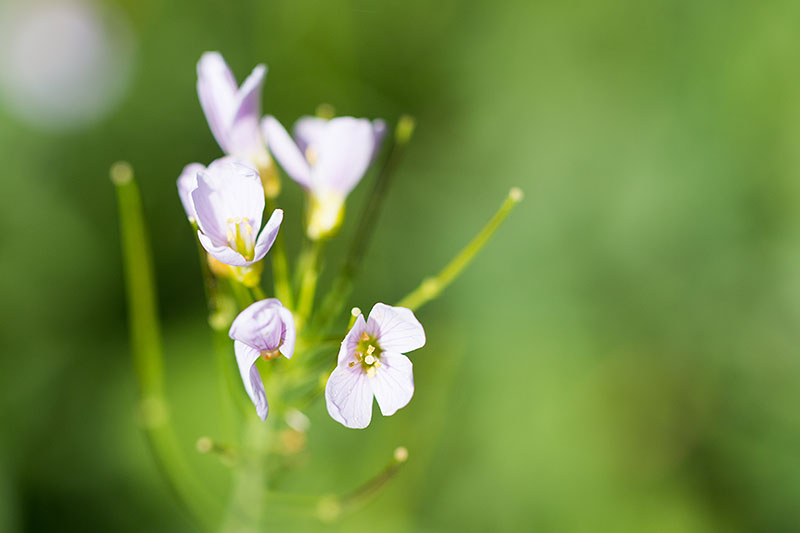 Wiesenschaumkraut
