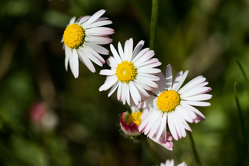 Margeriten