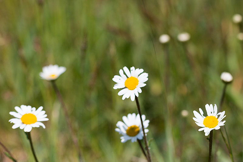 Margeriten