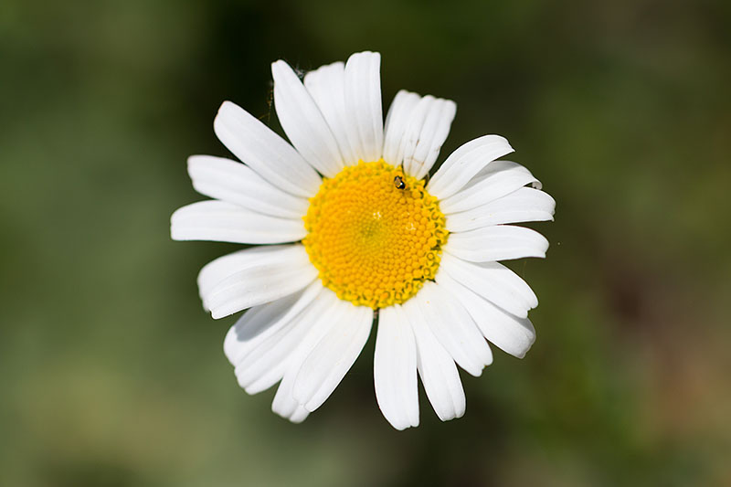 Margerite mit Gast