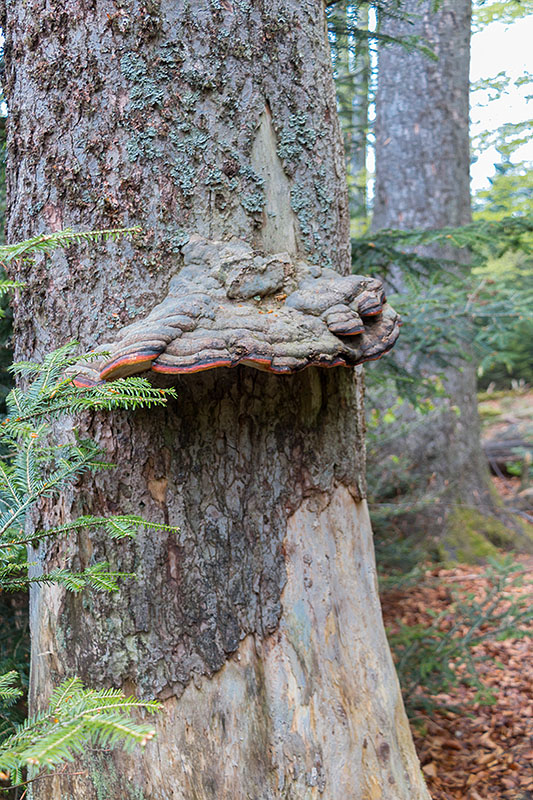 Baumpilz, da kann man sich fast drunterstellen, falls es regnet ;-)