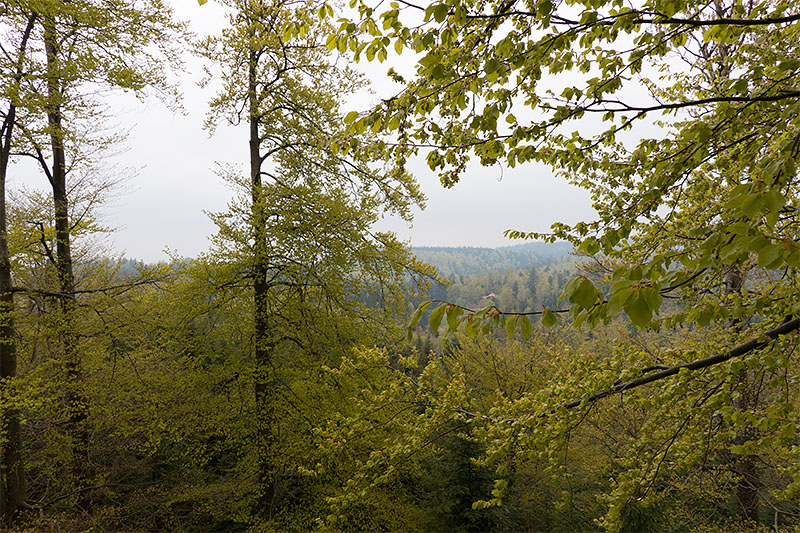Vor lauter Bäumen sieht man kaum den Wald ;-)
