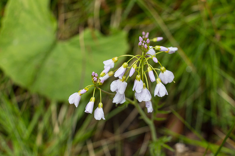 Wiesenschaumkraut