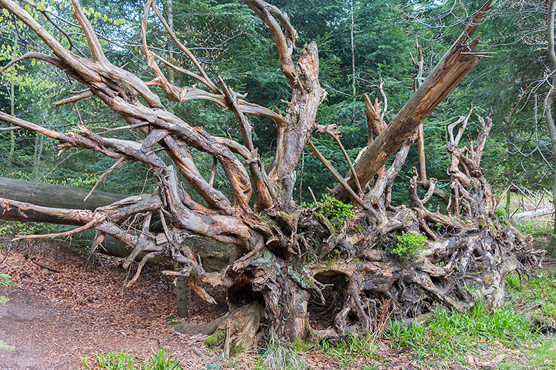 Alte Wurzel, die jedoch k&ouml;nnte zu einem M&auml;rchen geh&ouml;ren
