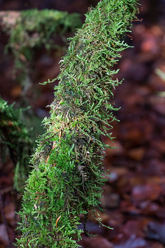 Überall wachsen Moose im feuchten Wald