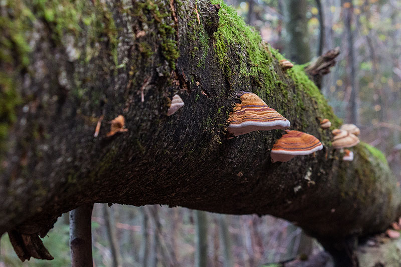 Reihenweise Baumpilze ...