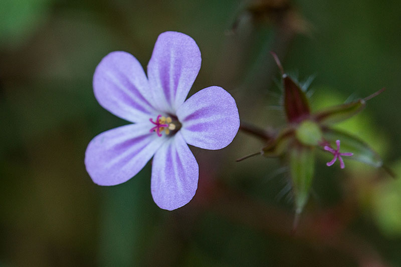 ... aber es gibt auch andere Schönheiten im Wald
