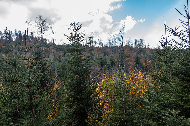 Vom Wollsackfelsen aus, kann man in den Wald schauen
