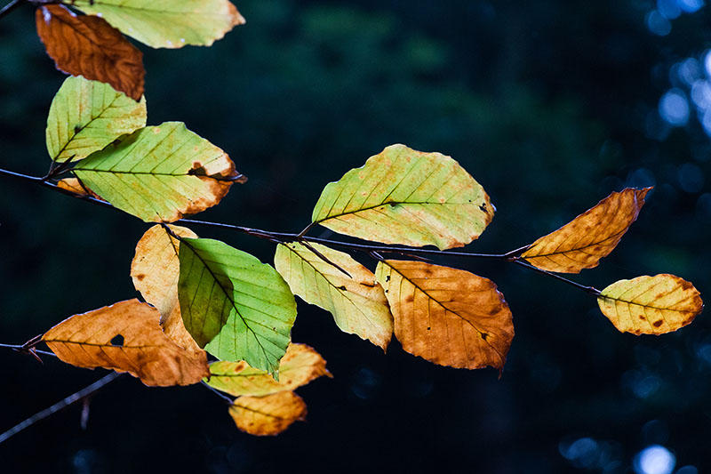 Nochmal Herbstlaub
