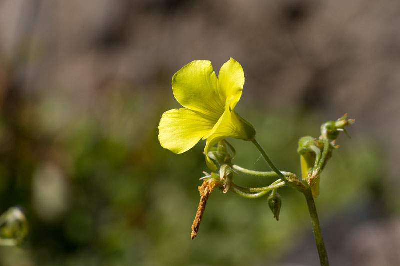 Zarte Blüte