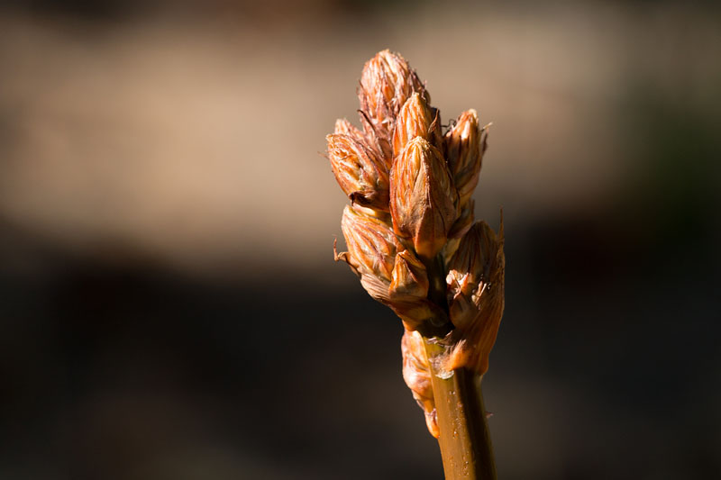 ... mit ungeöffneten Knospen