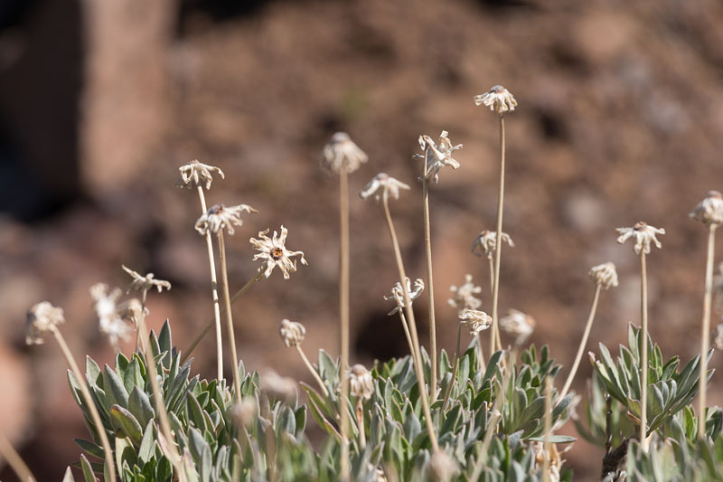Vertrocknete Blüten, trotz des vielen Regens in letzter Zeit