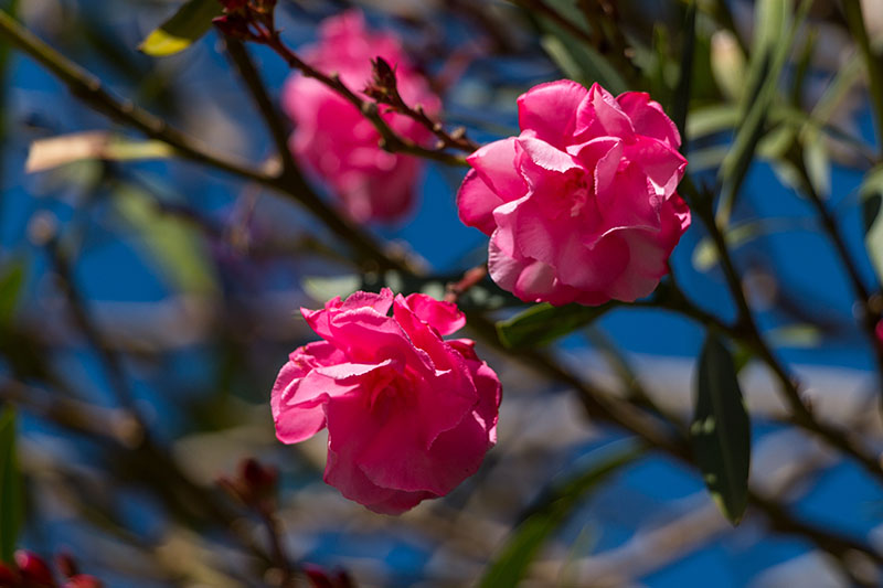 Schöne Rosen