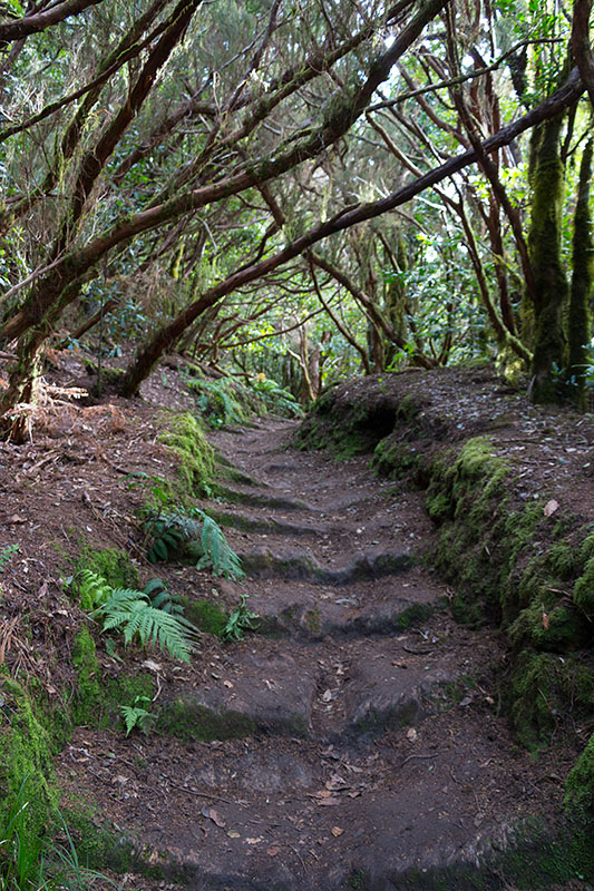 Stufen im "Urwald"