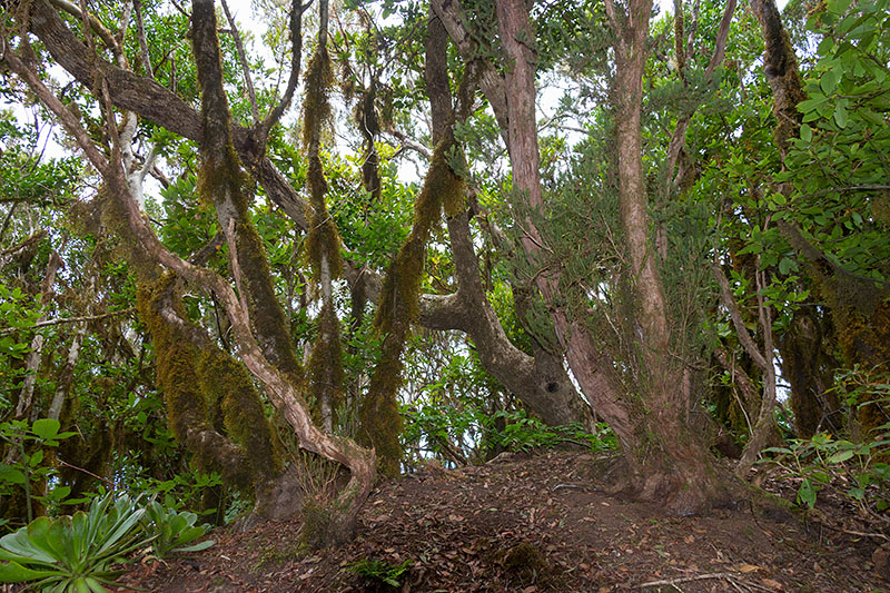 Das Spanish Moss lebt vom täglichen Nebel