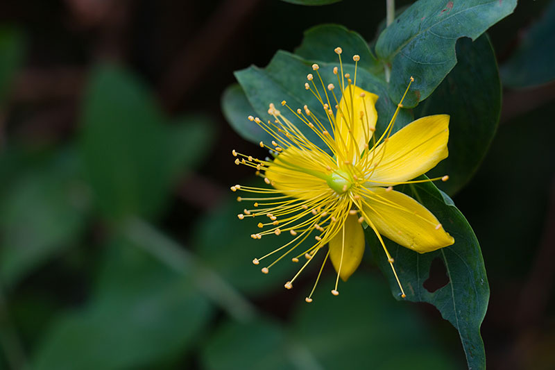 Schöne Blüte