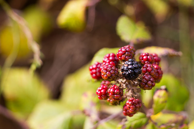 ... und Brombeeren an den Sträuchern ...