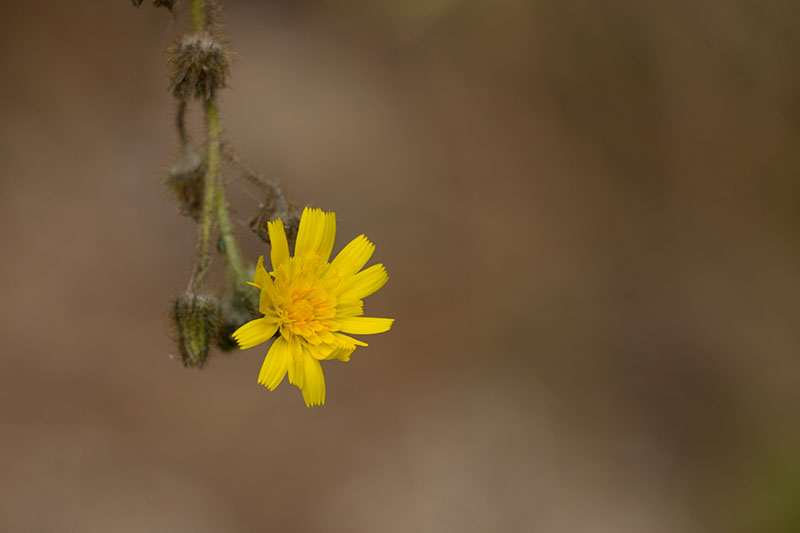 Schöne Blumen ...