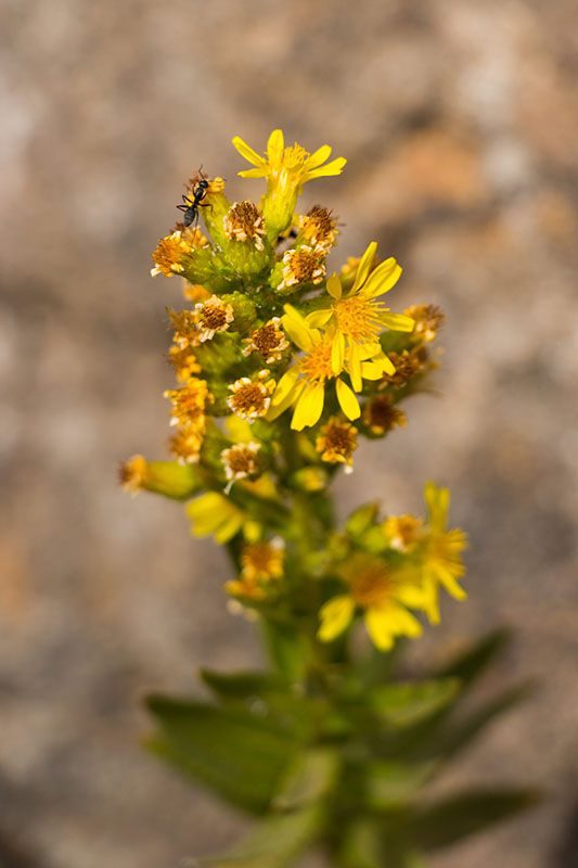 Ameise auf Blume