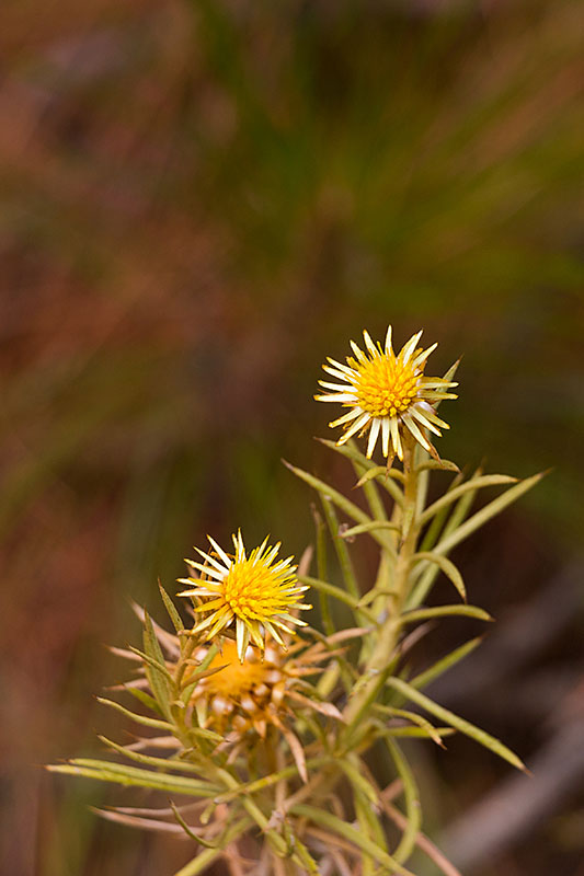 Blumen am Wegessrand
