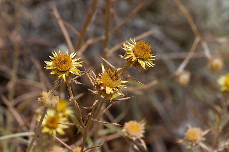 Blumen am Wegessrand