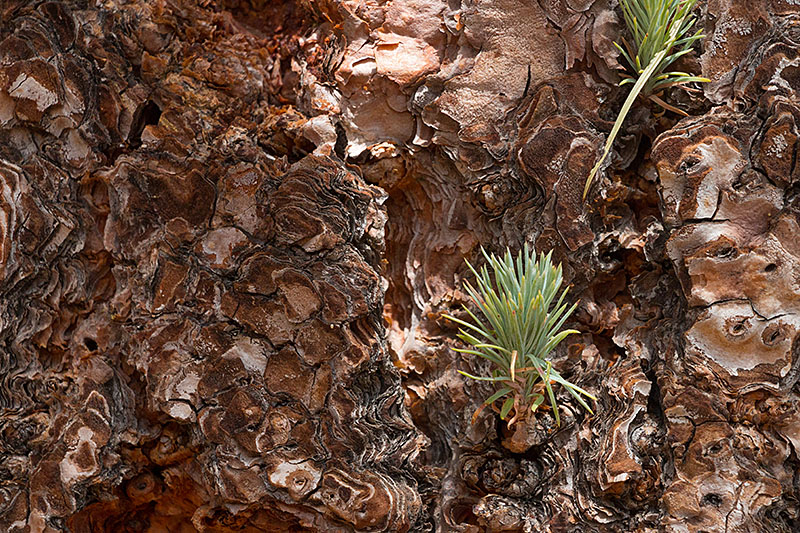 Baumrinde mit Spross der Kanarischen Kiefer [Pinus canariensis]