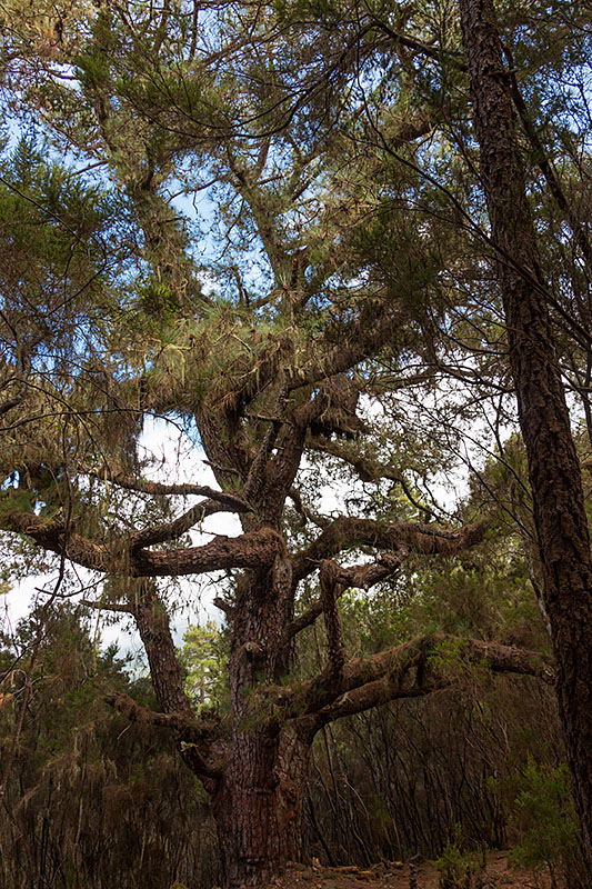 ... hängen die Bäume voll mit "spanish moss"